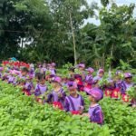 Kegiatan Menanam dan Memanen Sayur di Sawah Pokmas BMP: Belajar Langsung dari Alam Bersama Kelompok RA A